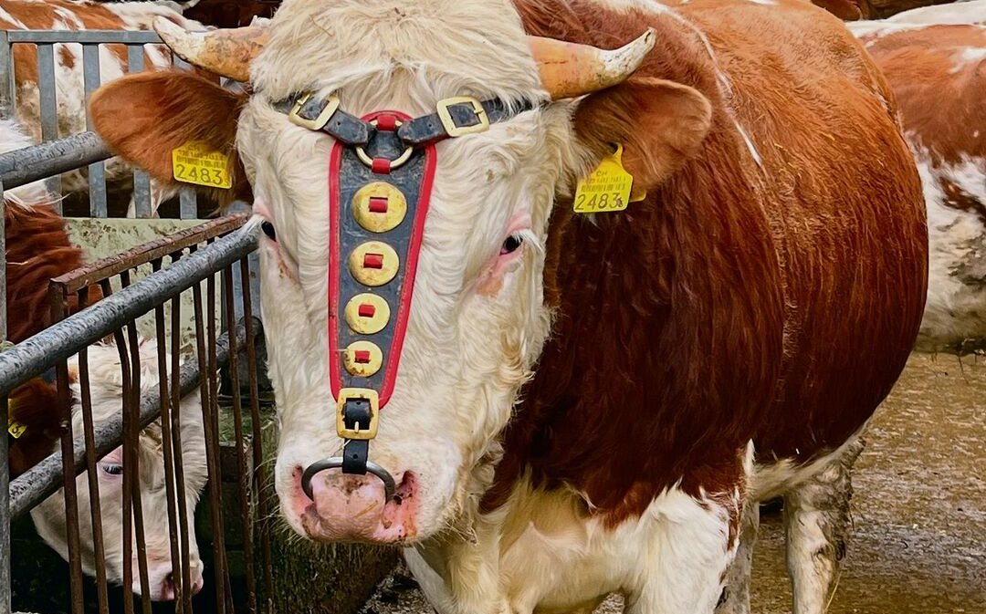 Stier Lord wurde von einem Hof im Seeland angekauft, um die Genetik der Herde aufzufrischen. 