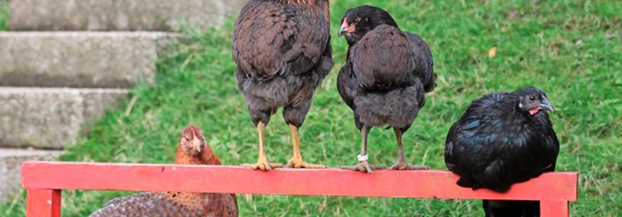 Hühner, die genug Platz haben und sich auch mal aus dem Weg gehen können, haben weniger Sozialstress.