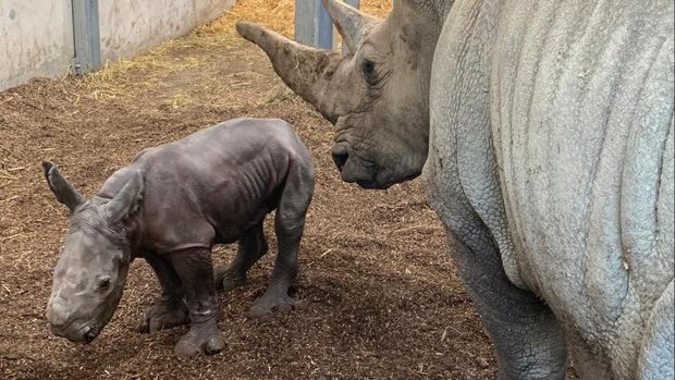 Nashornmutter Tanda mit ihrem neugeborenen Kalb