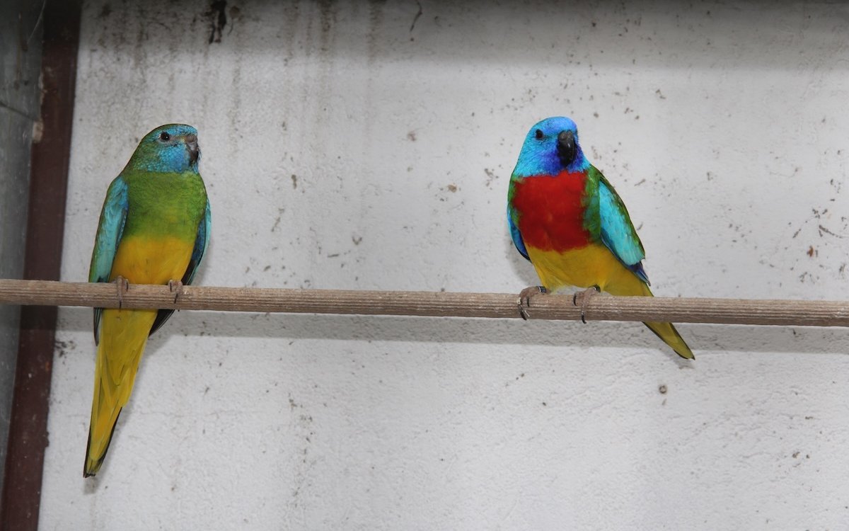 Zuchtpaar von Glanzsittichen in einer vollständig überdachten Voliere, die immer trocken bleibt. 