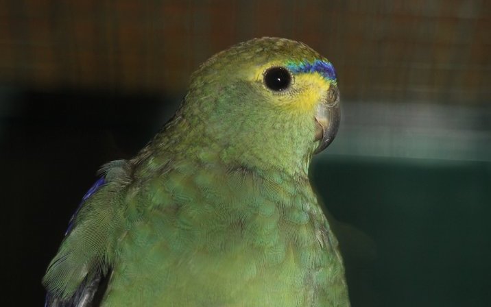 Bei Feinsittichen zieht sich das blaue Band nicht über das Auge hinaus, so wie es normalerweise beim fast gleich aussehenden Schmucksittich der Fall ist. 