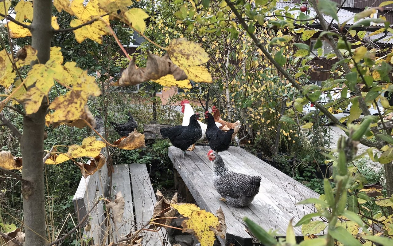 Die Schweizer Gärten haben bei der Biodiversität noch viel Potenzial. 