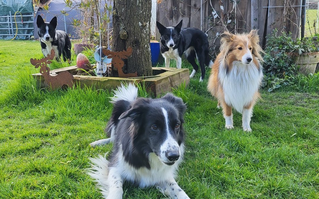 Beim Spielen ist in einem kleinen Rudel ganz schön was los. 