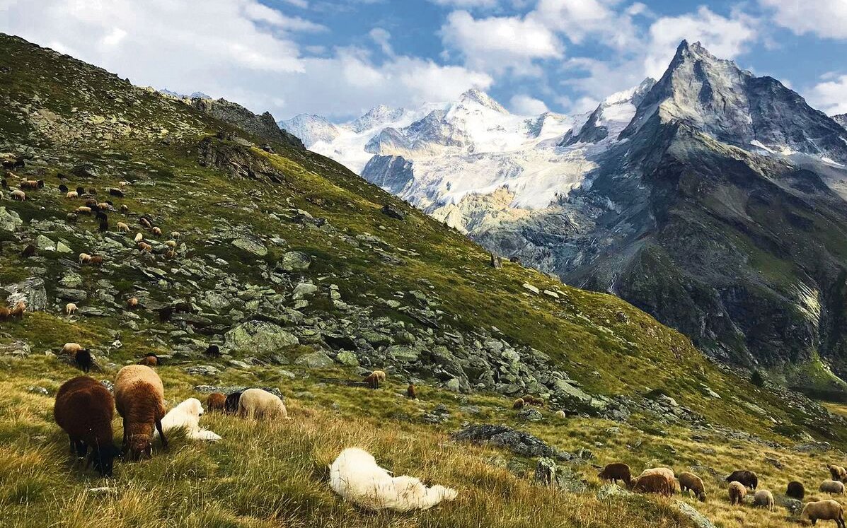 Herdenschutzhunde bieten den besten Schutz gegen den Wolf.