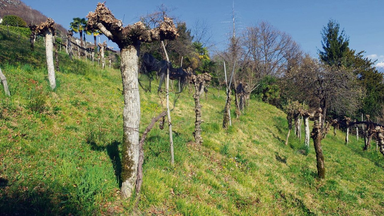 Eine uralte und nun wiederentdeckte Form des Rebbaus, die vite maritata. Neben jeder Rebe wird ein Obstbaum gepflanzt, um gemeinsam in die Höhe zu wachsen.