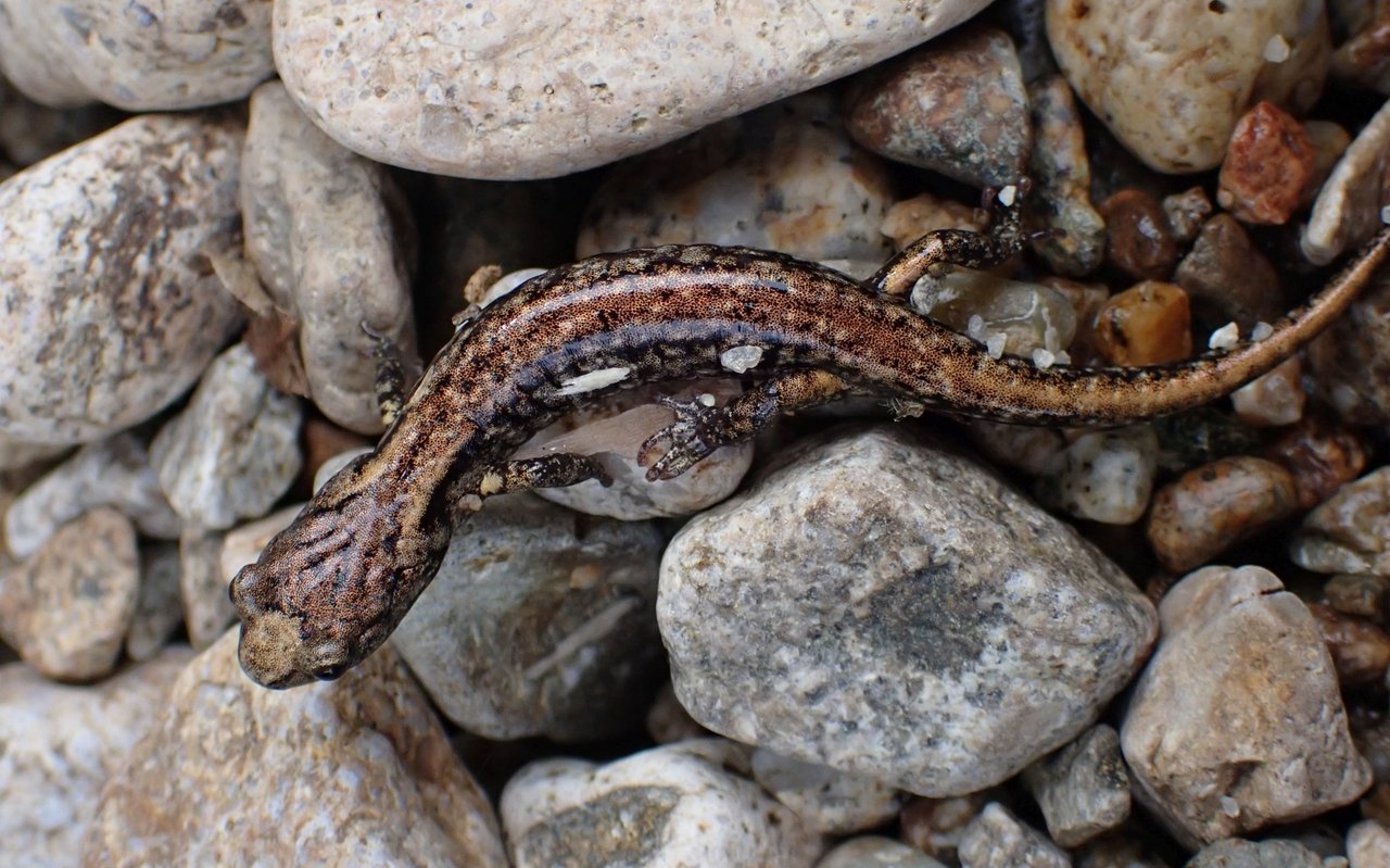 Der Wandernde Salamander hat weder Lungen noch Kiemen und atmet durch seine Haut. 