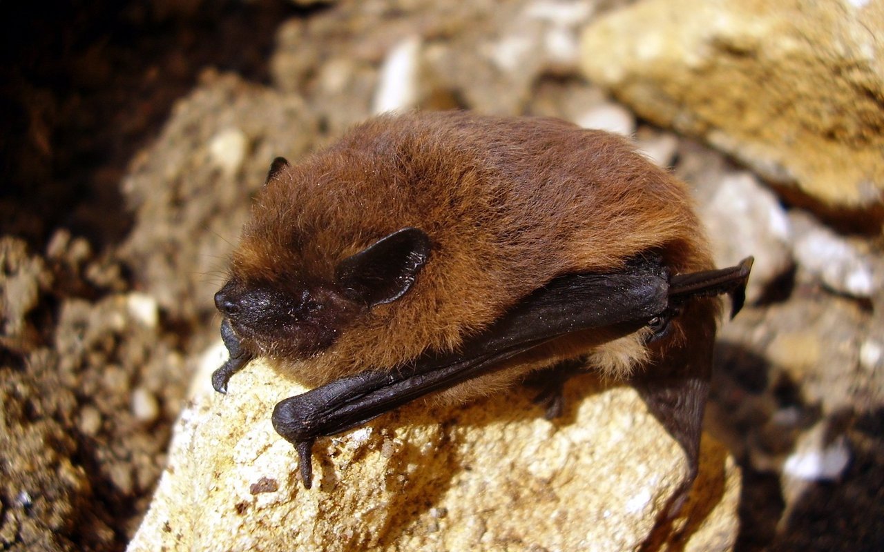 Die Zwergfledermaus lebt oft gut versteckt an Gebäuden und verrät sich häufig nur durch Kotkegel am Boden. 