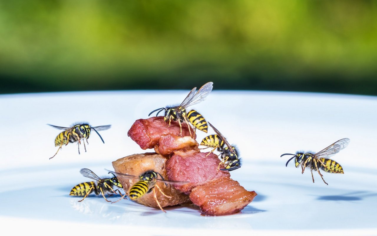 Ein Wespenschwarm fällt über ein Stück Fleisch her.