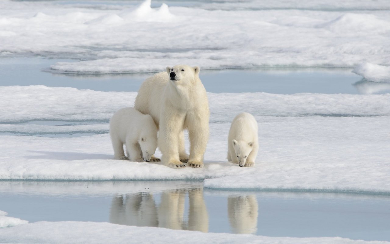 Immer weniger junge Eisbären überleben wegen dem Verlust des Lebensraumes. 