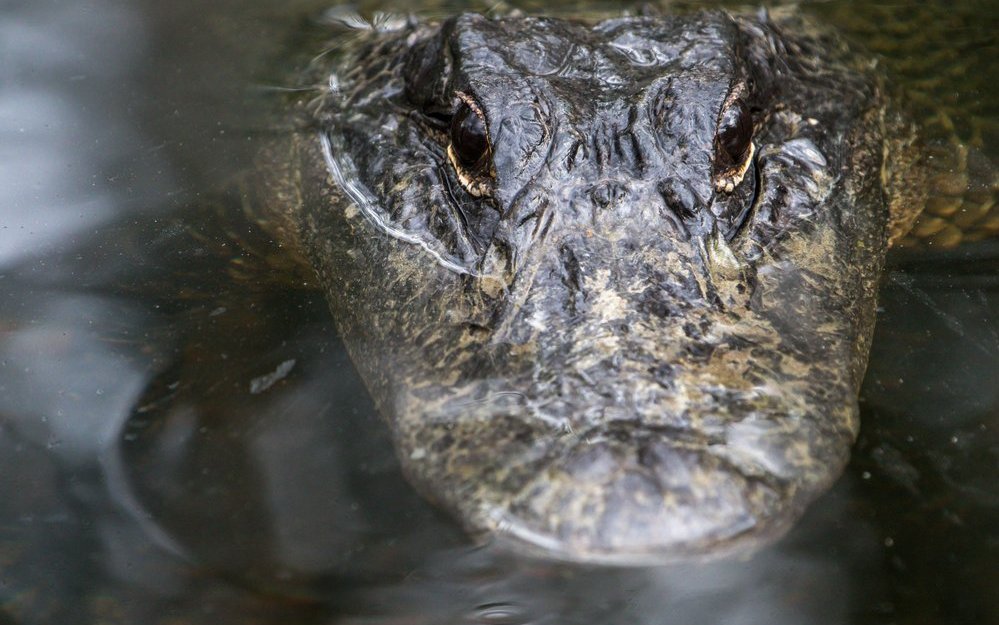 Alligatoren fühlen sich in den Sümpfen pudelwohl.