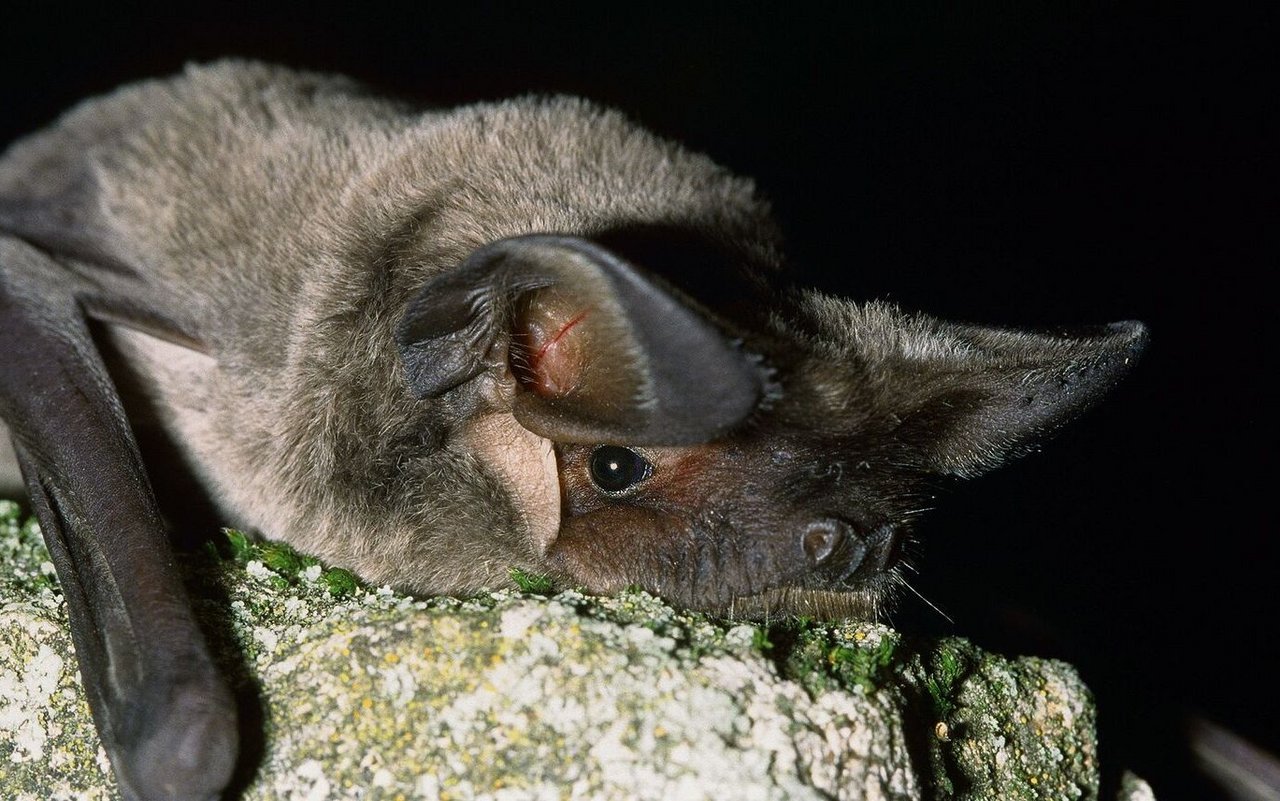 Mexikanische Bulldoggfledermaus