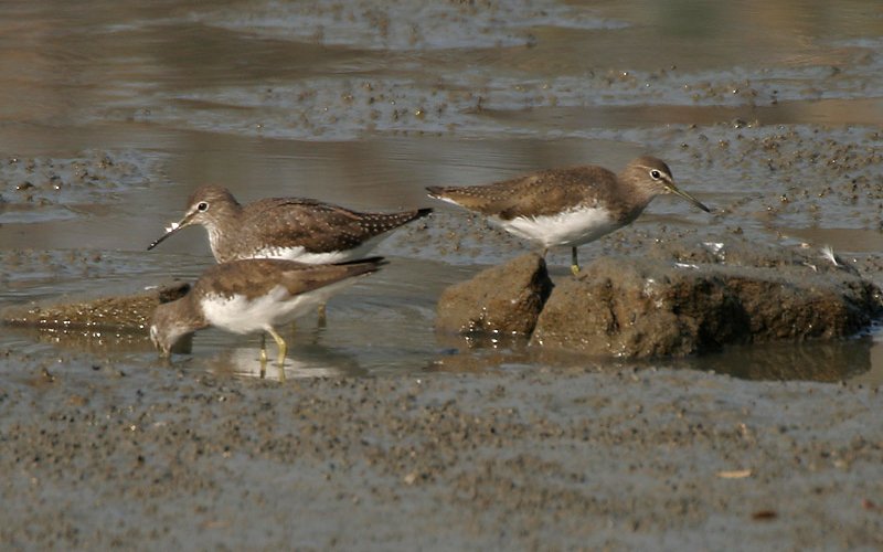 Waldwasserläufer