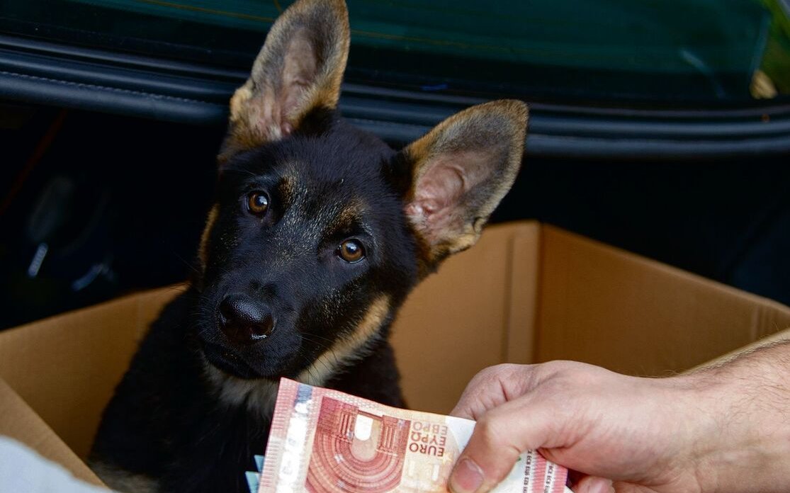 Ausreichende Fachkenntnisse der Neuhundebesitzer und die Auswahl von seriösen Zuchten sind wichtig.