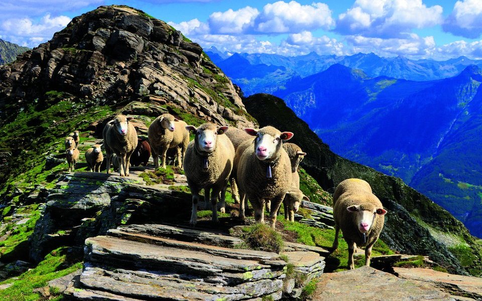 Den Sommer verbringen viele Schafe in der Schweiz auf der Alp.