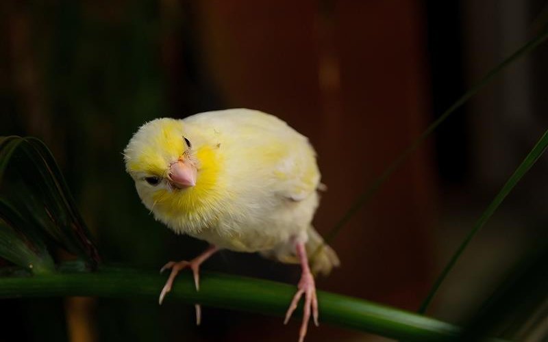 Der Kanariengirlitz ist der Vorfahre der heute als Haustier gehaltenen Kanarienvögel.