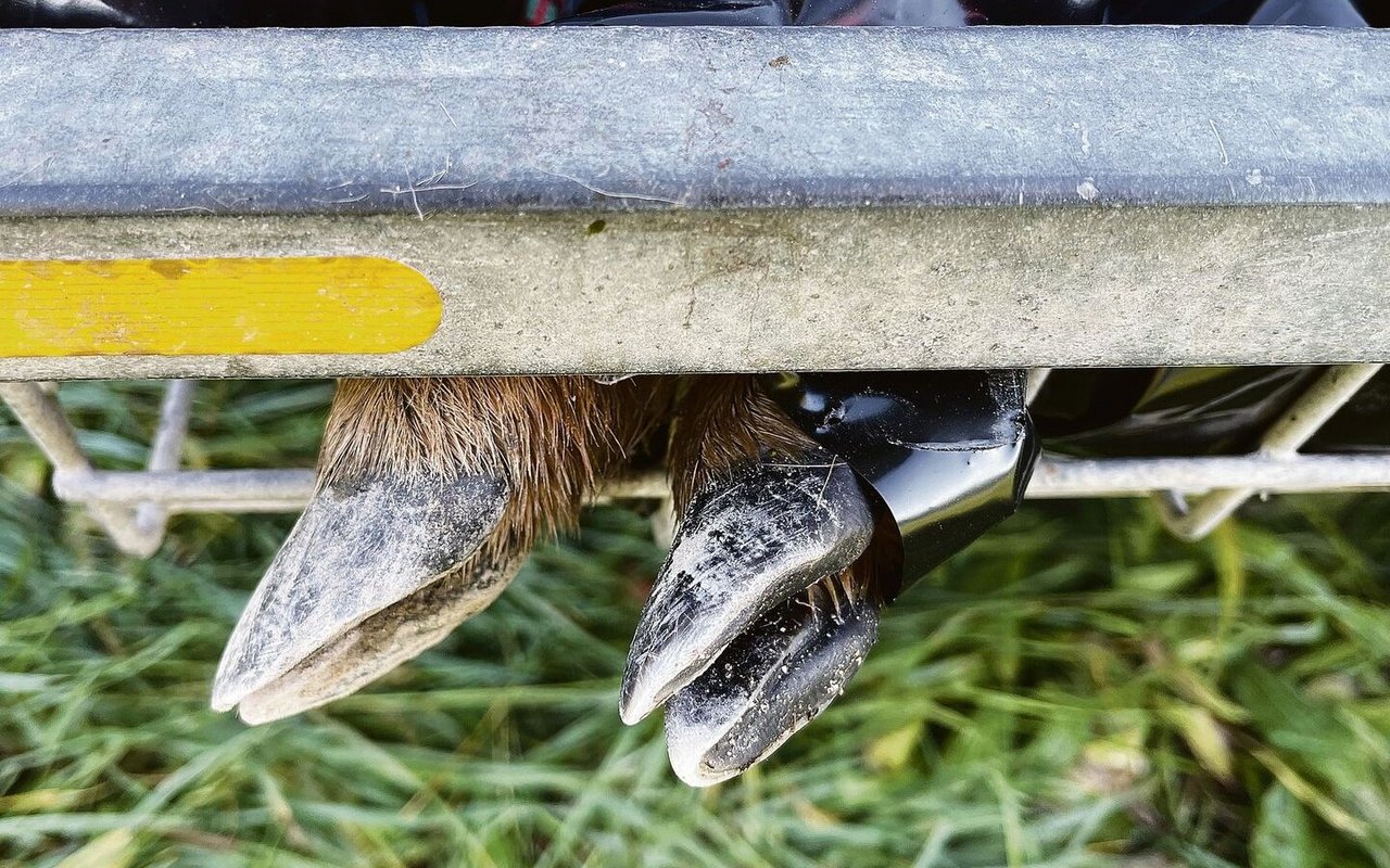 Das Einsammeln und Wegbringen von Kadavern gehört zum Alltag eines Wildhüters.