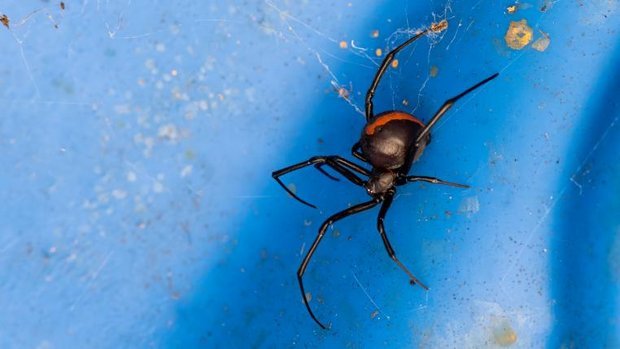 Rotrückenspinne auf blauem Hintergrund