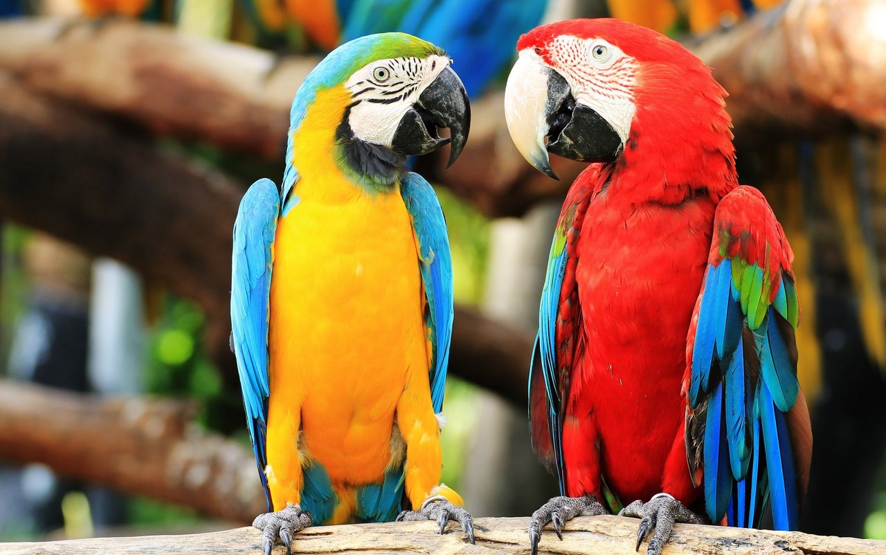 Ara-Papageien können zwischen 30 und 50 Jahren alt werden. 