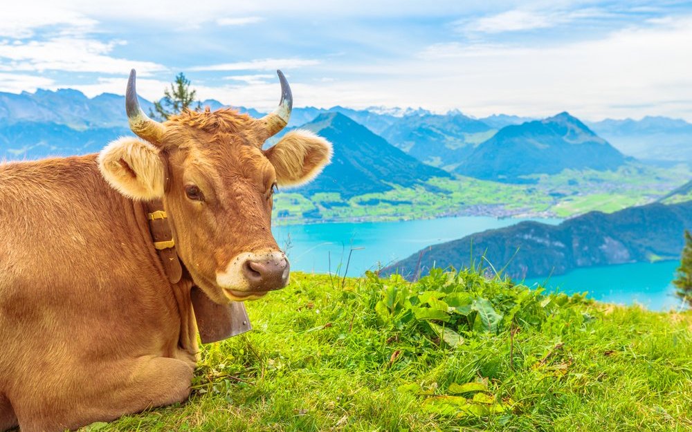 Schweizer Bergidylle aus dem Tourismusprospekt - in der Realität tragen 90 Prozent unserer Rinder keine Hörner.