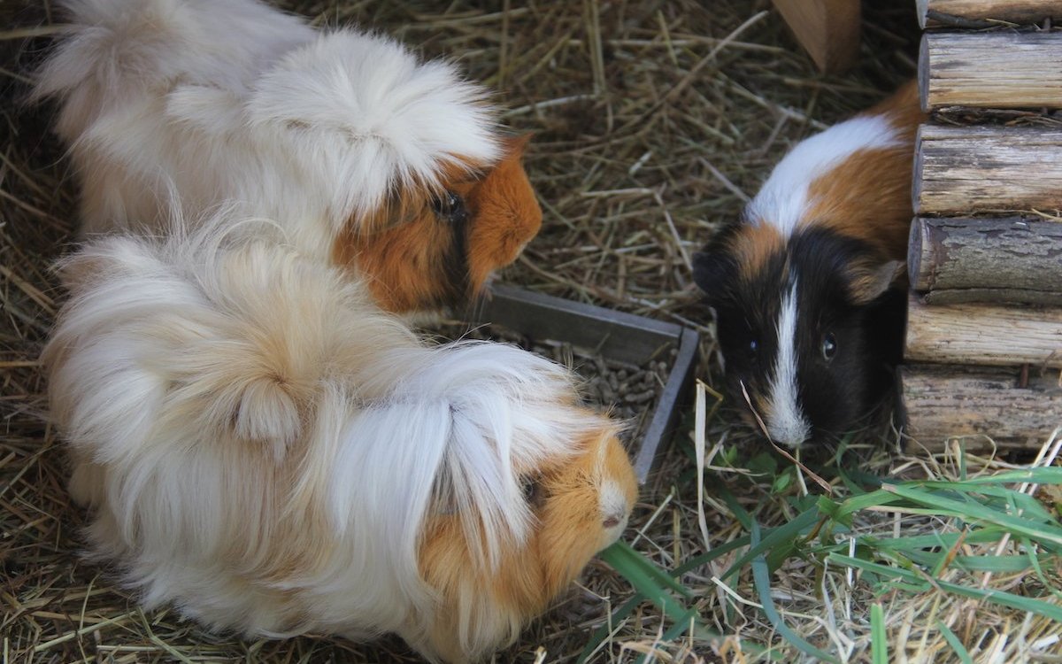 Meerschweinchen fühlen sich nur in der Gruppe wohl.