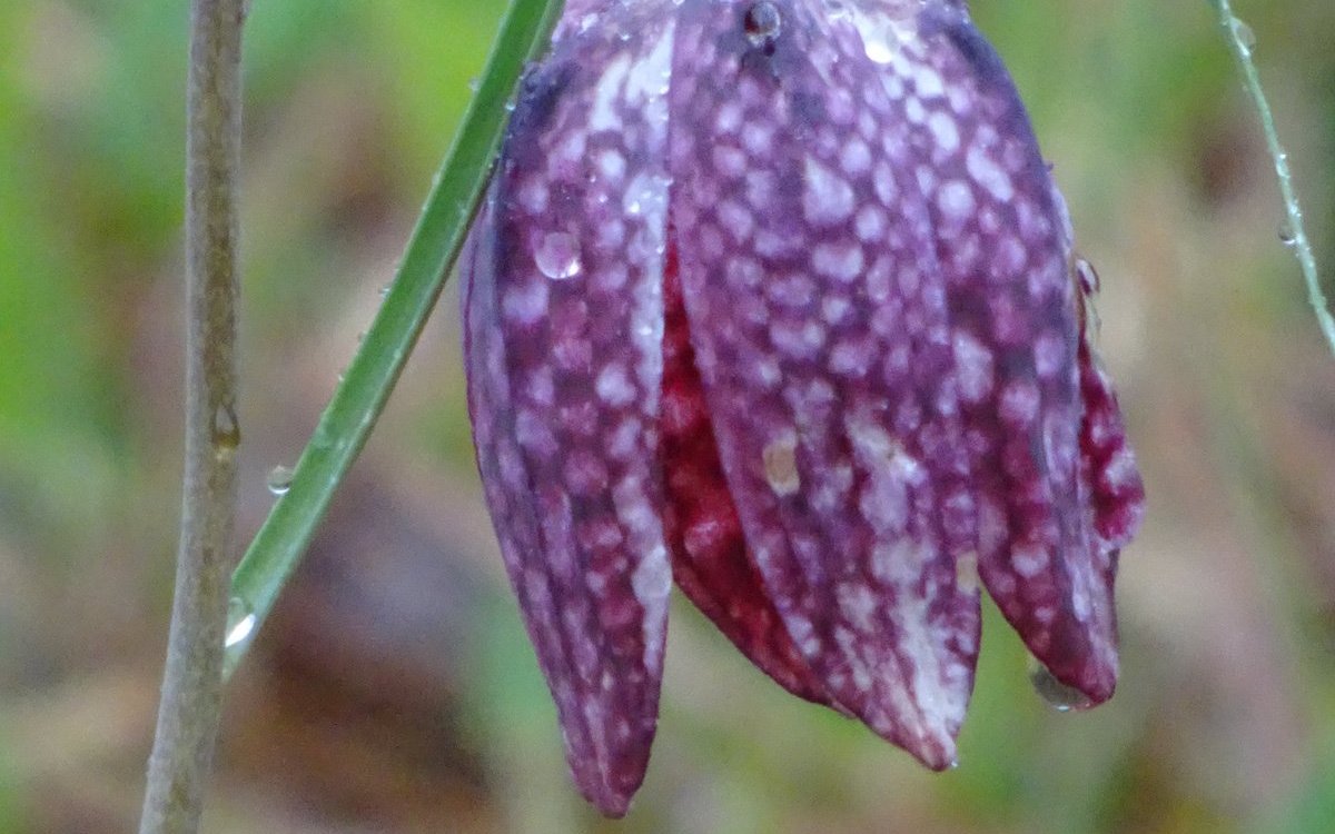 Schachbrettblumen bilden einen zierlichen, geperlten Schirm aus. 