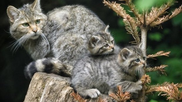 Wildkatzen