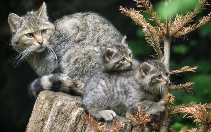 Im Tierpark haben verschiedenste Tiere Nachwuchs, darunter auch die Wildkatze.