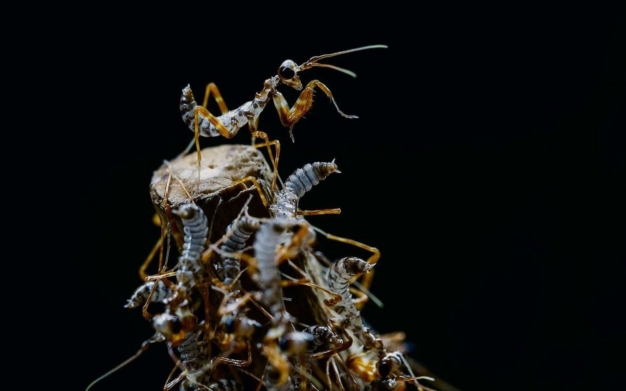 Schlüpflinge der Gottesanbeterin Blütenmantis.