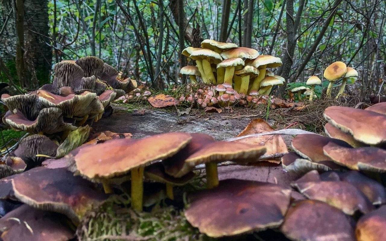 Der Dunkle Hallimasch macht seiner Grösse wegen Furore. Ein Exemplar in den USA gilt als grösstes Lebewesen der Welt.