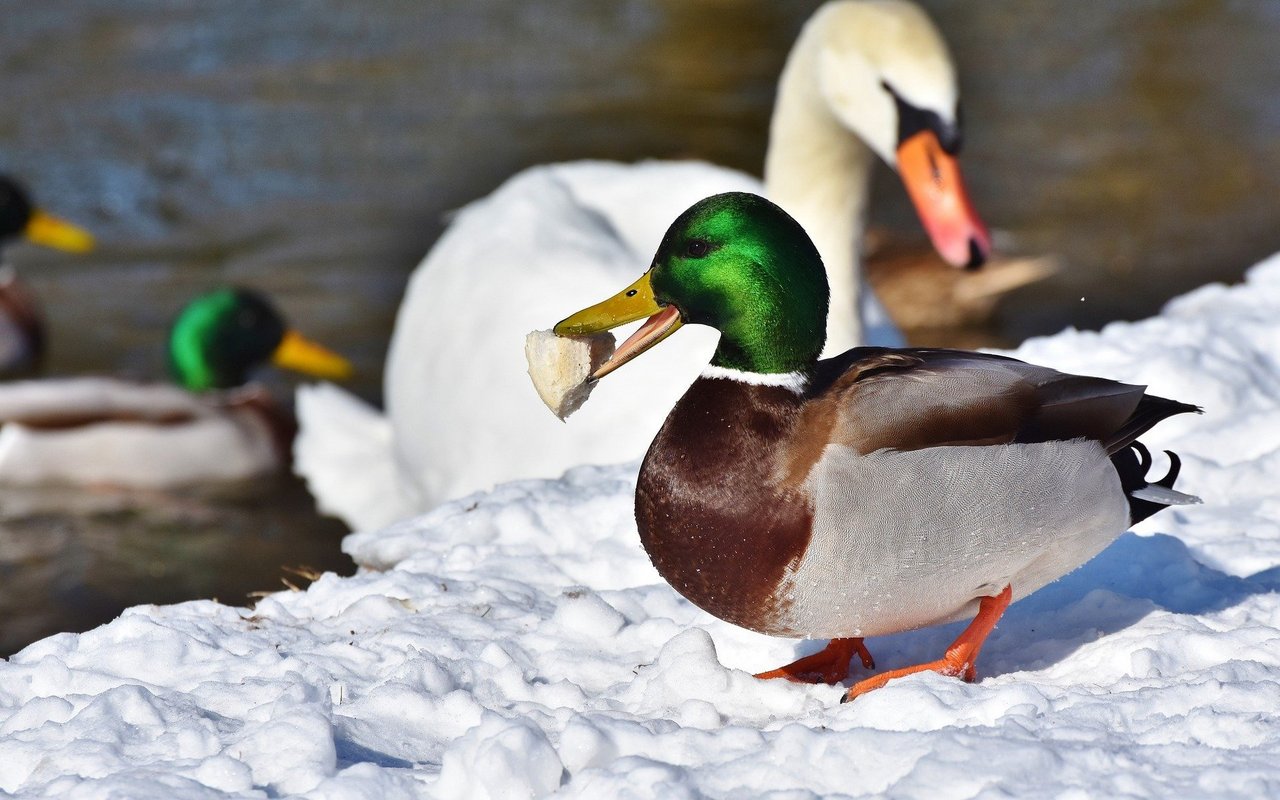 Enten können Brot nicht richtig verdauen und werden aufgebläht.