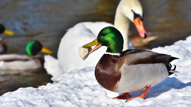 Ente mit Brot