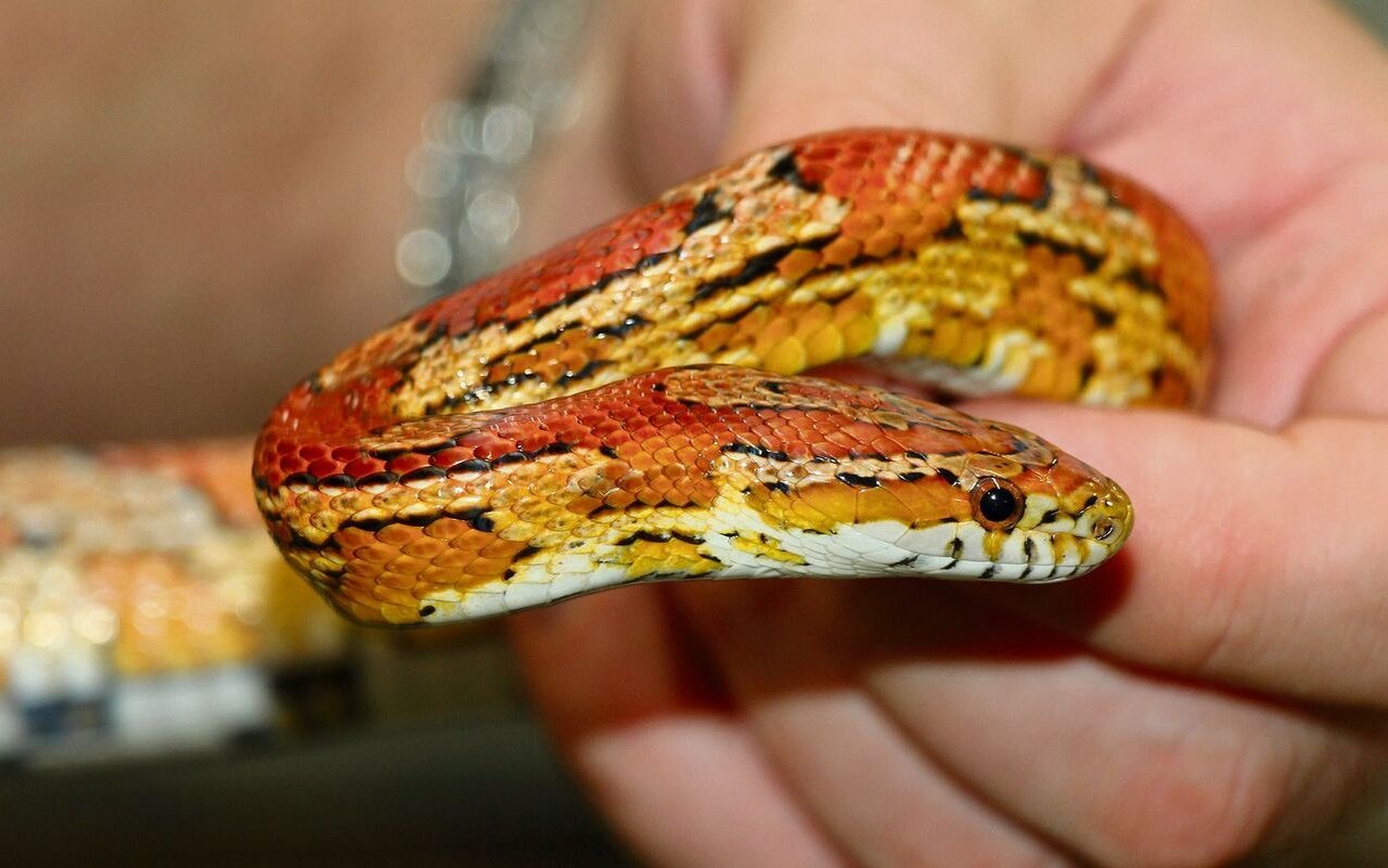 Die Bedürfnisse von Kornnattern können gut in Terrarien erfüllt werden. 