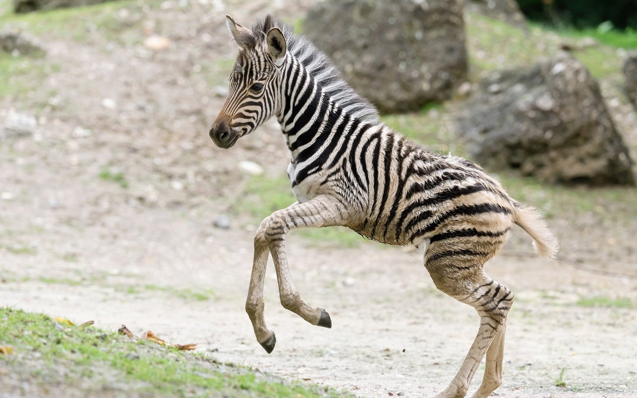 Das Zebra-Fohlen hat viel Energie. 