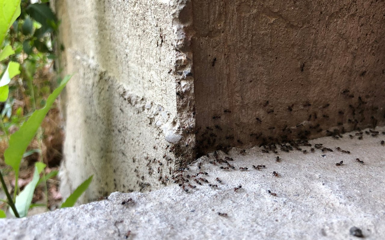 Ameisen können lästig sein. 