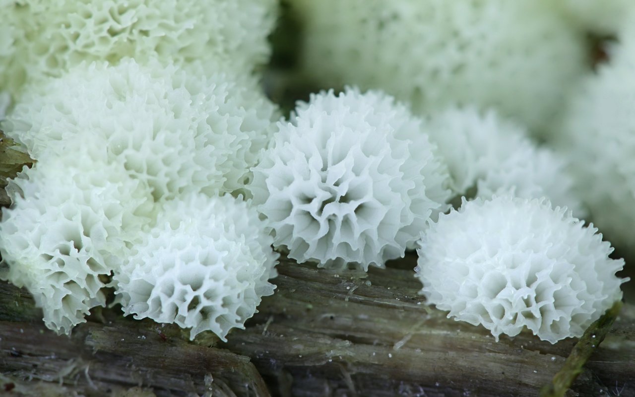 Ceratiomyxa fruticulosa bildet korallen- oder geweihförmige Sporophoren und wird deswegen manchmal auch schlicht Geweihförmiger Schleimpilz genannt. Diese hier ist die Variation «porioides», die in Mitteleuropa weit verbreitet ist.