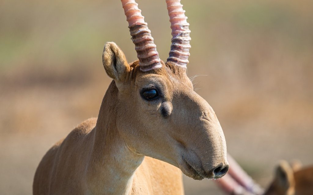 Grosse Nase mit Zweck: Eine Saiga-Antilope.