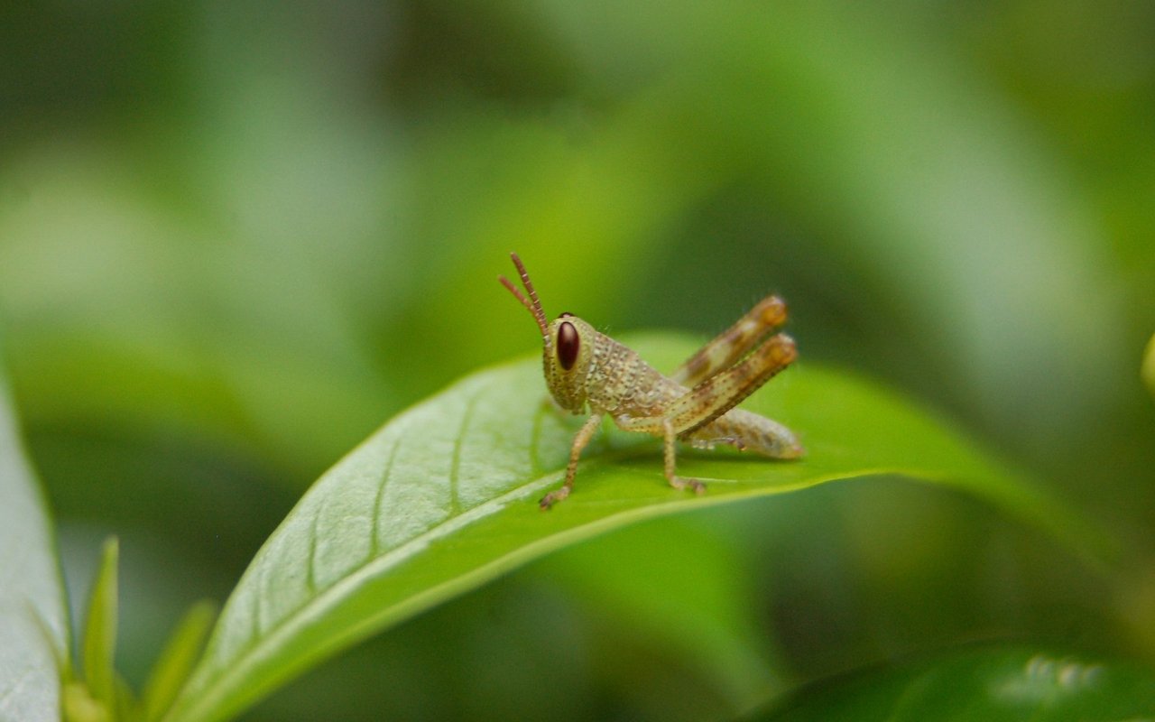 Junge Grashüpfer durchlaufen keine Metamorphose, sondern sind von Anfang an Miniformate ihrer Eltern. 