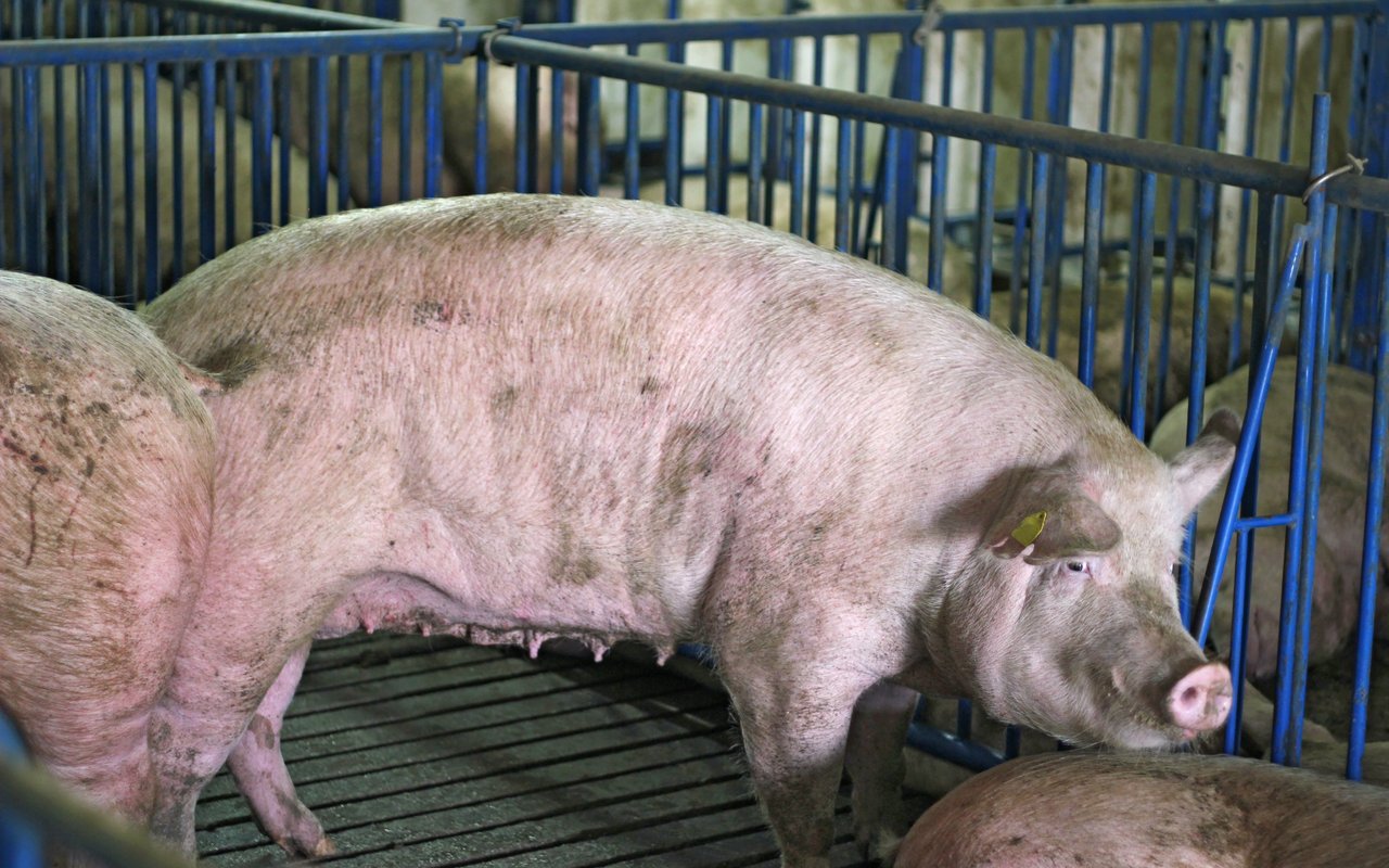 Der Umgang mit Tieren ist zwiespältig. Es ist allgemein akzeptiert, dass Schweine zur Fleischgewinnung auf Spaltenböden gehalten werden. 