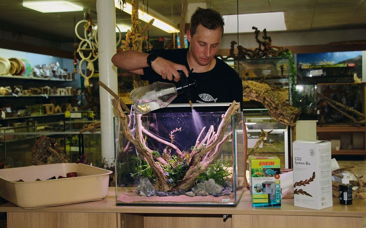 Bevor das Wasser eingefüllt wird, besprüht der Aquascaper Sascha Hoyer sein bei Zoo Thun eingerichtetes Werk. 