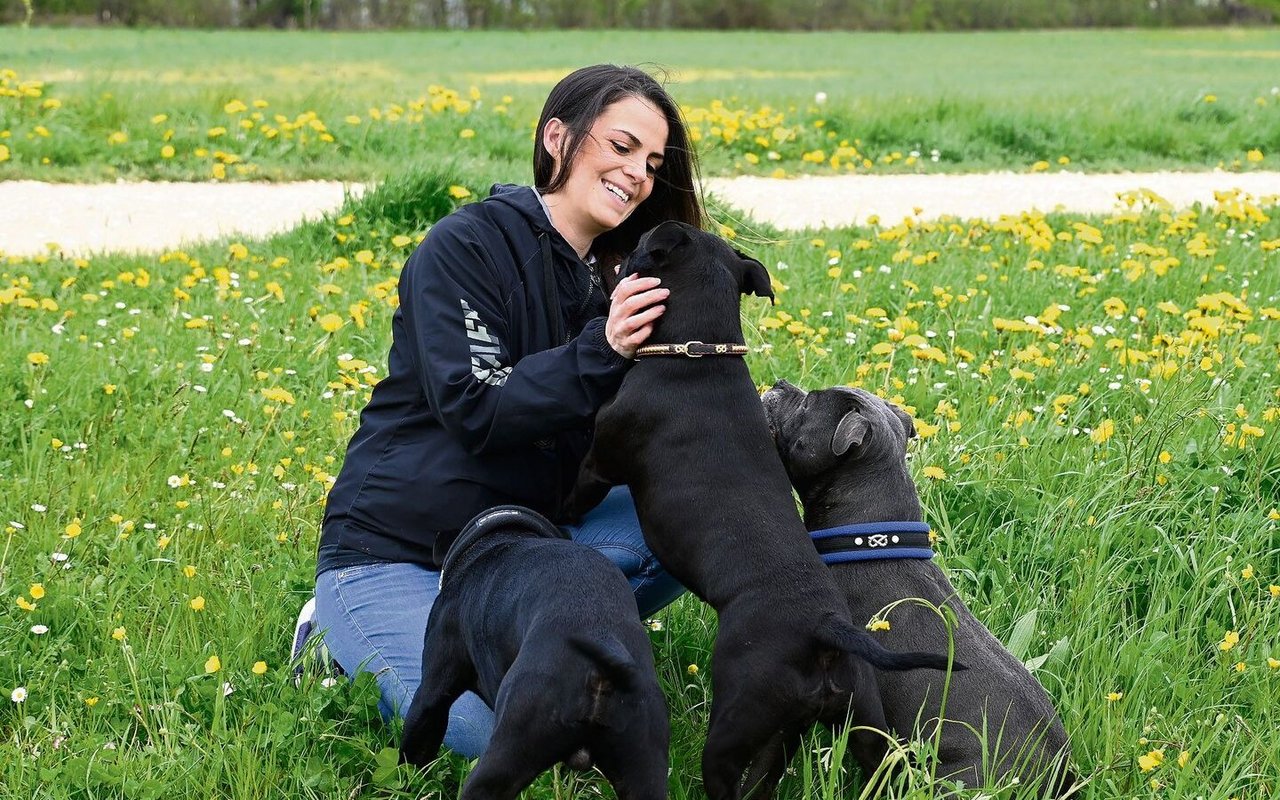 Beim Spazieren schmust Zana Hatirli auch gerne mit den Staffordshire Bullterriern Chio, Ninja und Lewis.