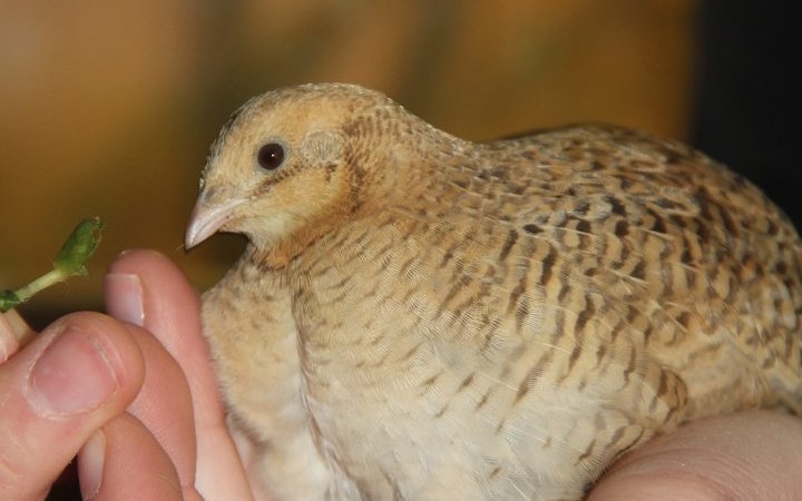 Der Expertin für Chinesische Zwergwachteln, Cynthia Kiessling-Nupnau, gelang es, zu gewissen Individuen eine ganz besondere Beziehung aufzubauen. 
