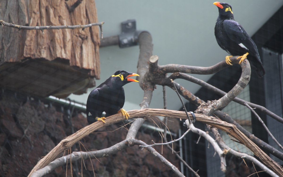 Mittelbeos ziehen im Nistkasten in ihrer Voliere im Vogelhaus bereits Junge auf. 