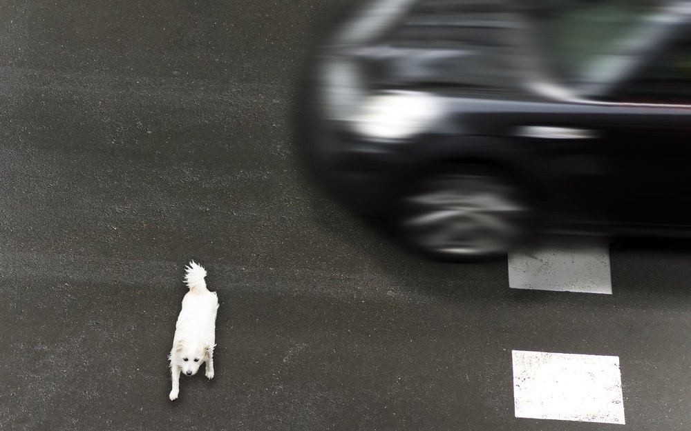 Nur, wenn der Hund in Begleitung unterwegs ist, greift die Haftpflichtversicherung.