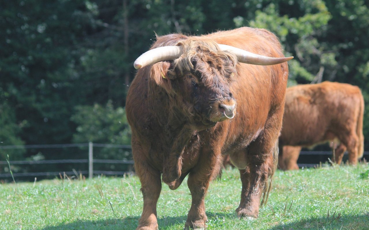 Stier Franz bringt 870 Kilogramm auf die Waage.