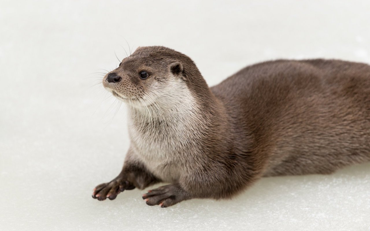 Fischotter sind auch in der Kälte durch ein wärmendes und dichtes Fell geschützt.