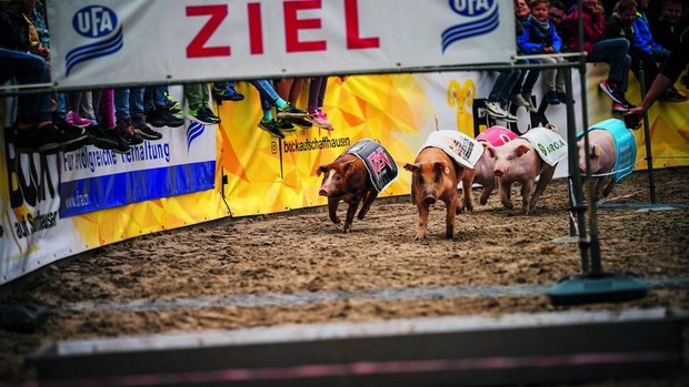 Wenige Sekunden nur brauchen die Rennschweine vom Start bis ins Ziel. Behände nimmt das Schwein auch die kleine Hürde.