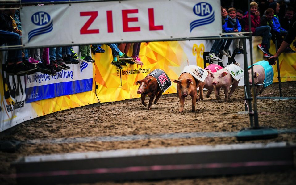 Wenige Sekunden nur brauchen die Rennschweine vom Start bis ins Ziel. Behände nimmt das Schwein auch die kleine Hürde.