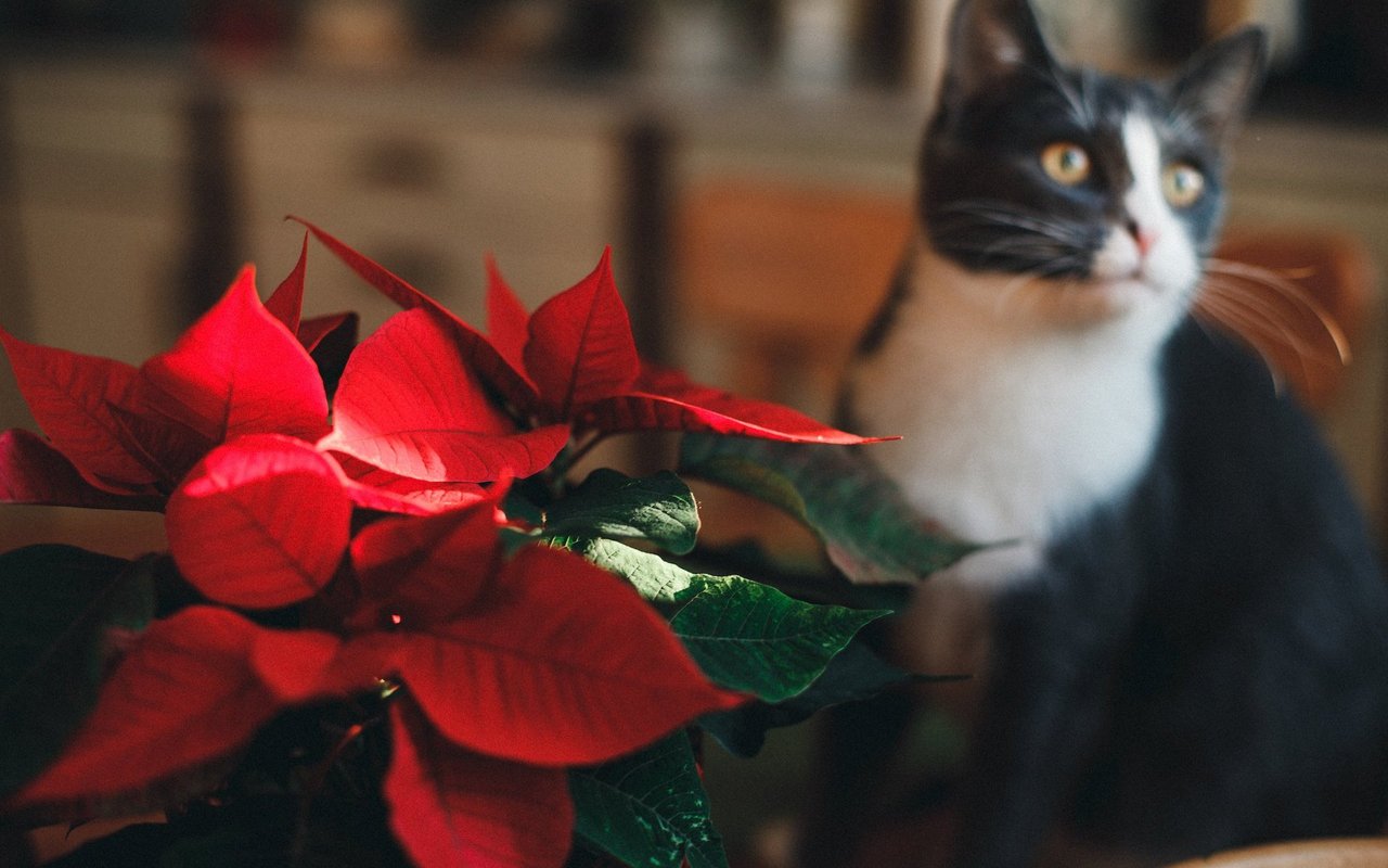 Eine Pflanze, etwa ein Weihnachtsstern, kann in Ihrer Abwesenheit fürs Büsi zur Gefahr werden.