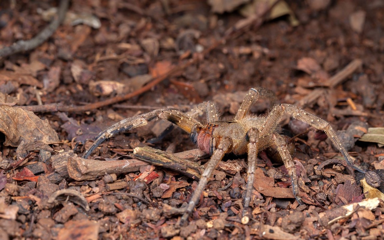 Die Wanderspinne nistet sich gerne in Bananenstauden ein.