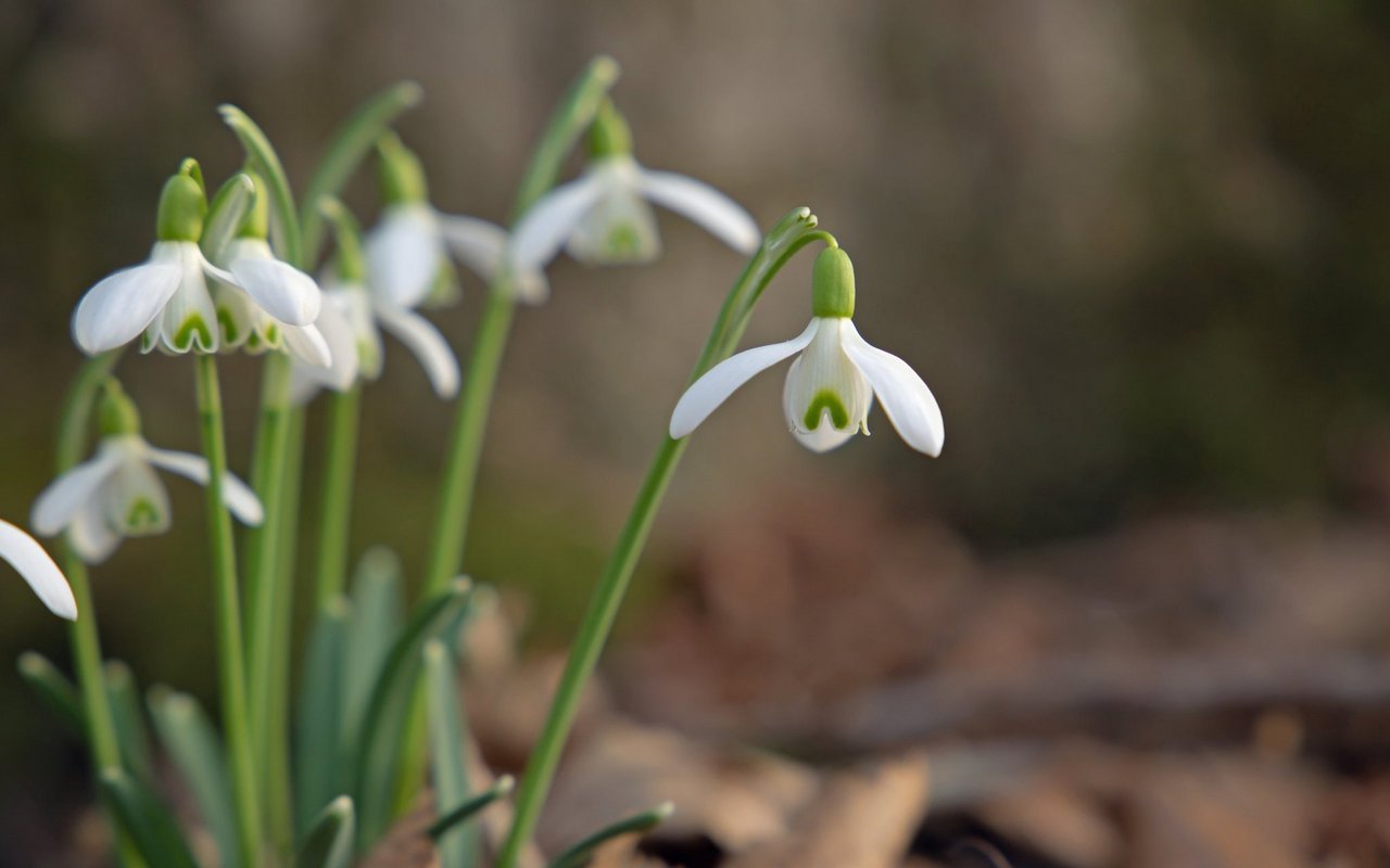 Kleines Schneeglöckchen (Galanthus nivalis)